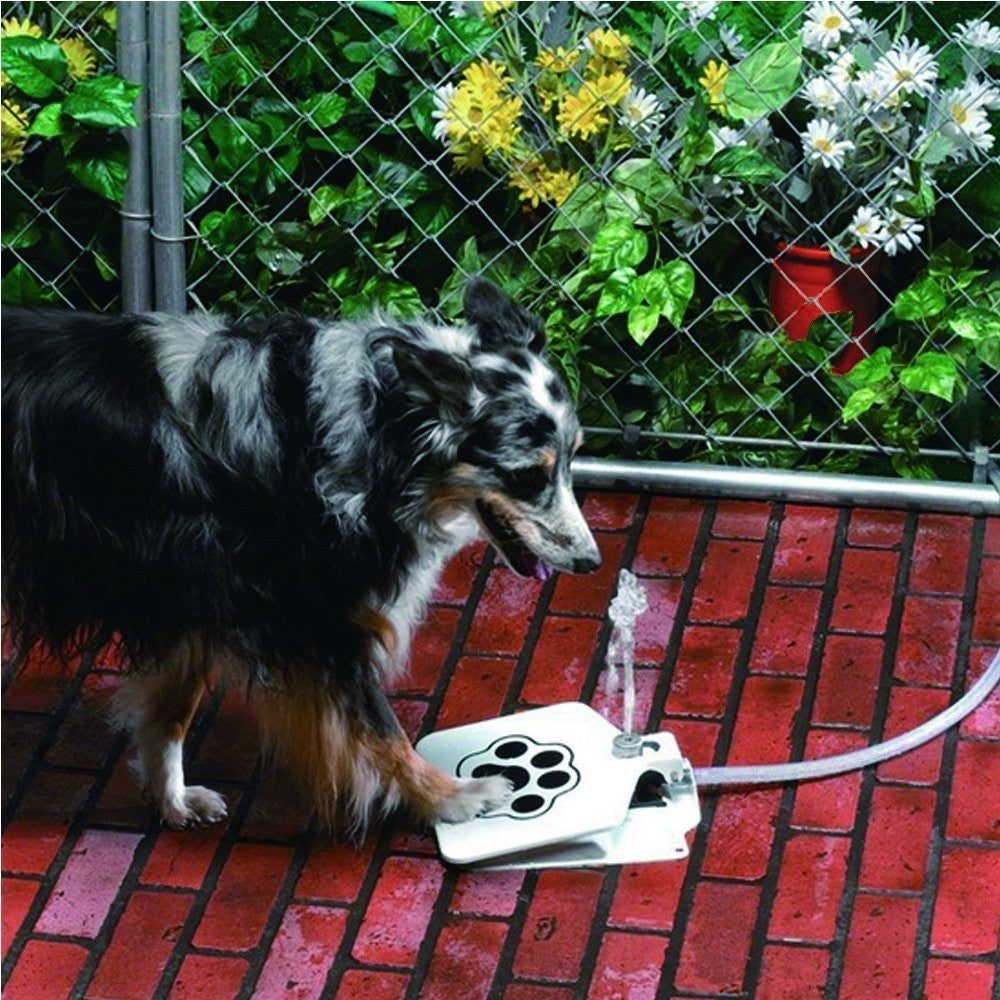 Trinkwasserbrunnen für Hunde