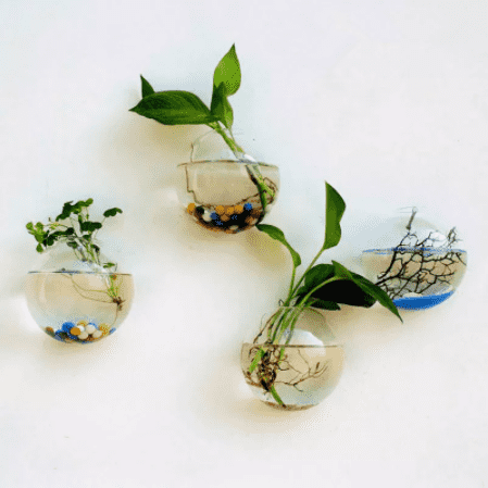plant wall vase